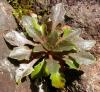 Arabidopsis petraea on Skye